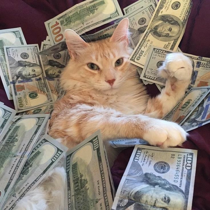 Budget Buddy